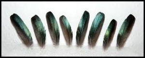 starling feathers