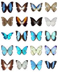morpho butterflies